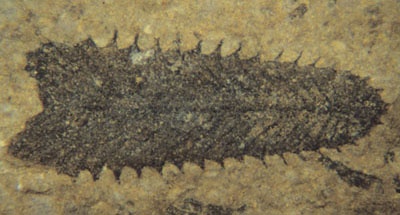 graptolites.jpg graptolite