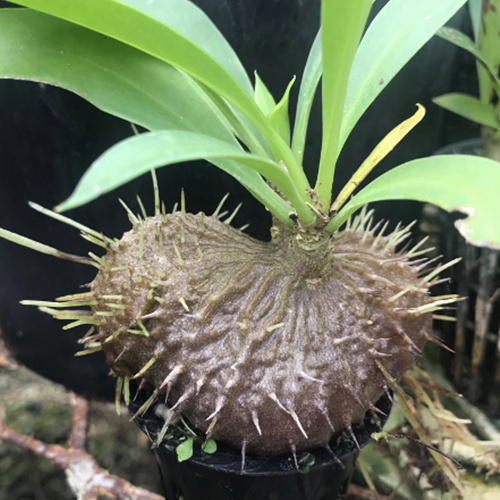greenhouse_ant_plant.png Image: greenhouse_ant_plant.png