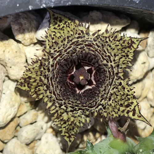 greenhouse_carrion_flower.png Image: greenhouse_carrion_flower.png