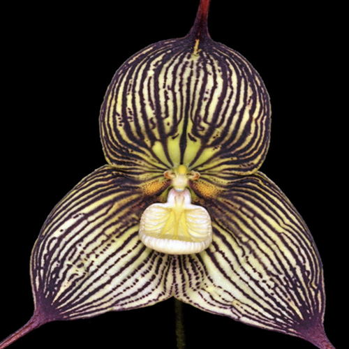 Image: greenhouse_dracula_orchid.png