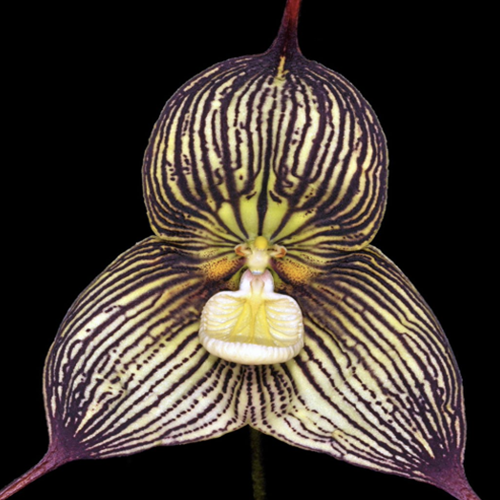 greenhouse_dracula_orchid.png Image: greenhouse_dracula_orchid.png