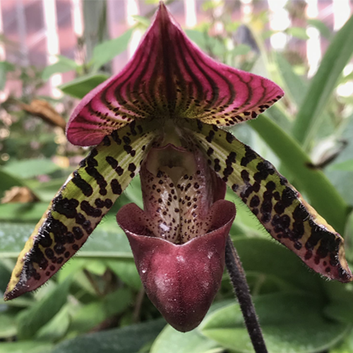 greenhouse_slipper_orchid.png Image: greenhouse_slipper_orchid.png