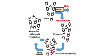 grintsevich_actin_regulation.png Isoform-Dependdent Redox Regulation of Actin