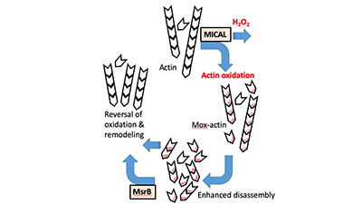 Isoform-Dependdent Redox Regulation of Actin