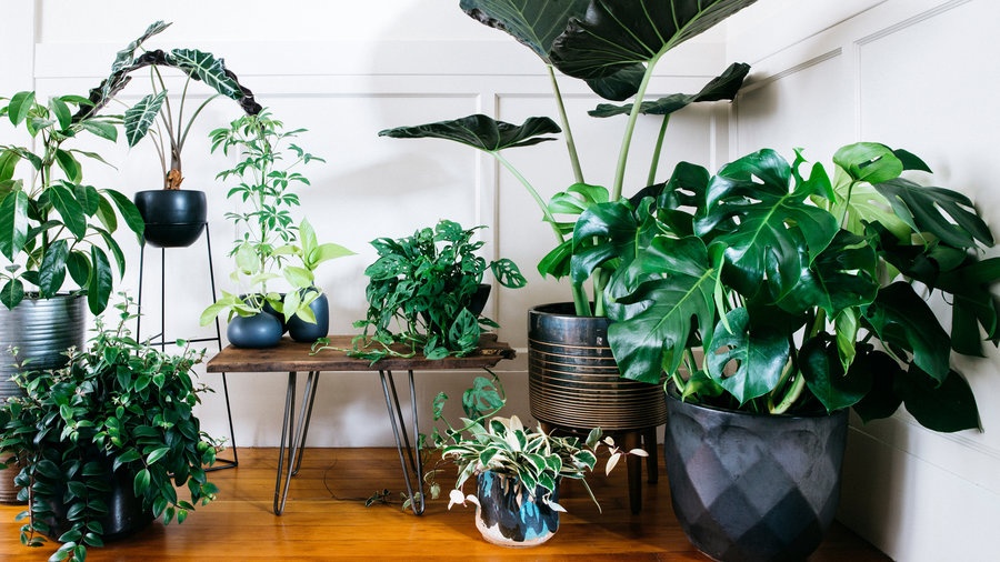 grouped-big-leaf-houseplants-sun-0217.jpg indoor plants