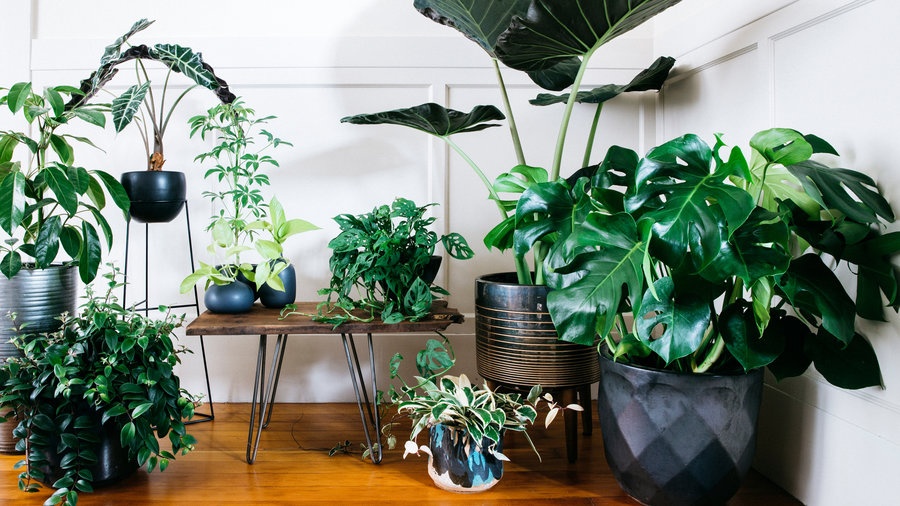 indoor plants