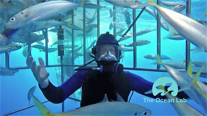 cage diver surrounded by fish