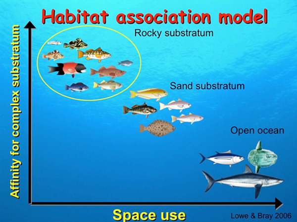 habitat-association-model.jpg Fig. 2. habitat association model of fishes