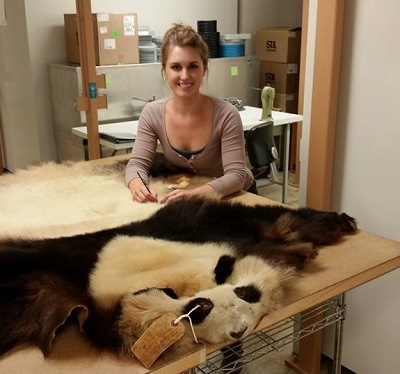 Hannah Walker takes measurements on a giant panda tanned hid