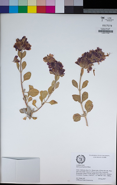 dried sage specimen