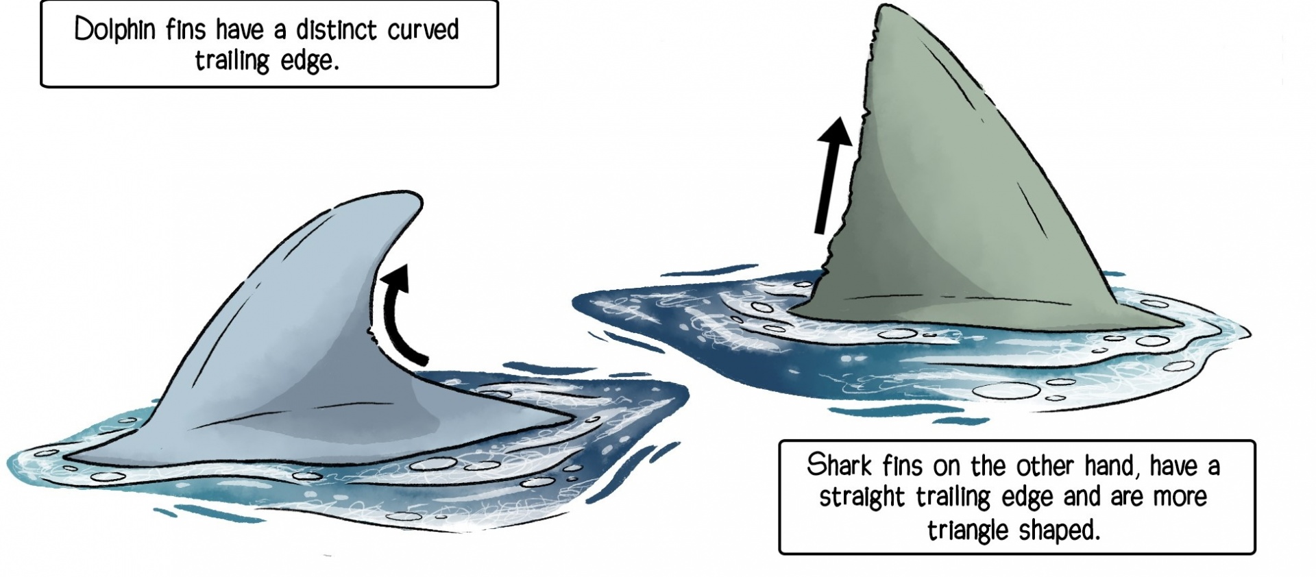 the curved trailing edge of a dolphin fin and the straight a