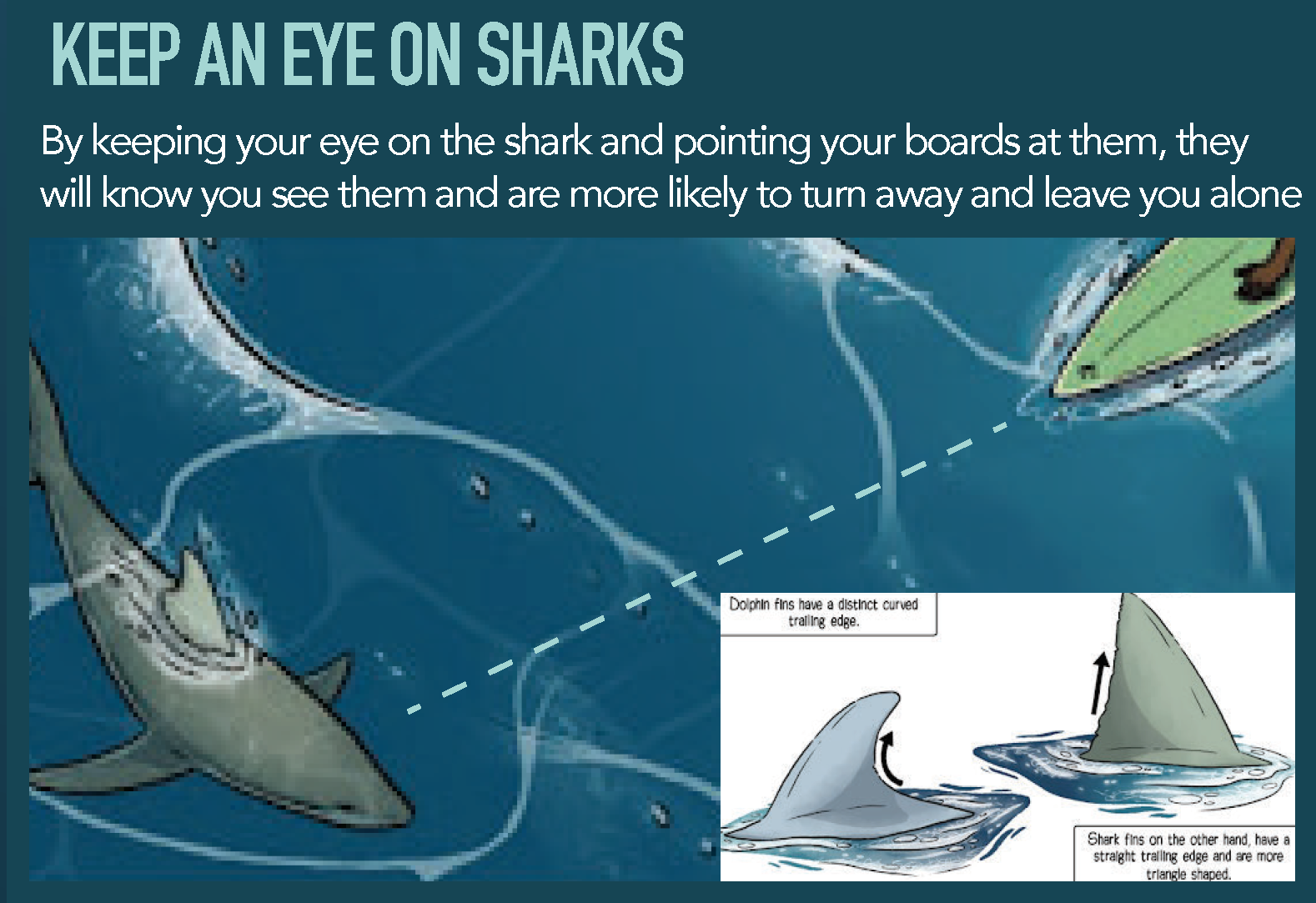 give sharks notice of your presence by pointing your board t