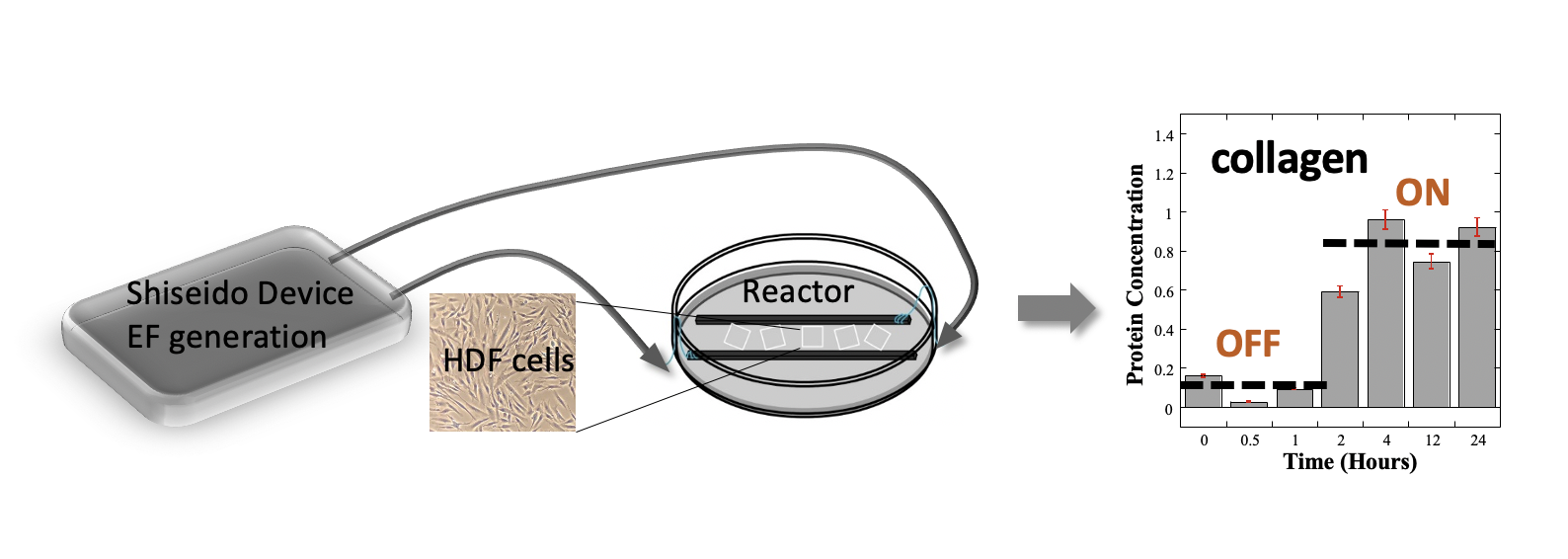 kasha_graph.png Electrical stimulation of skin cells leads to increased prod