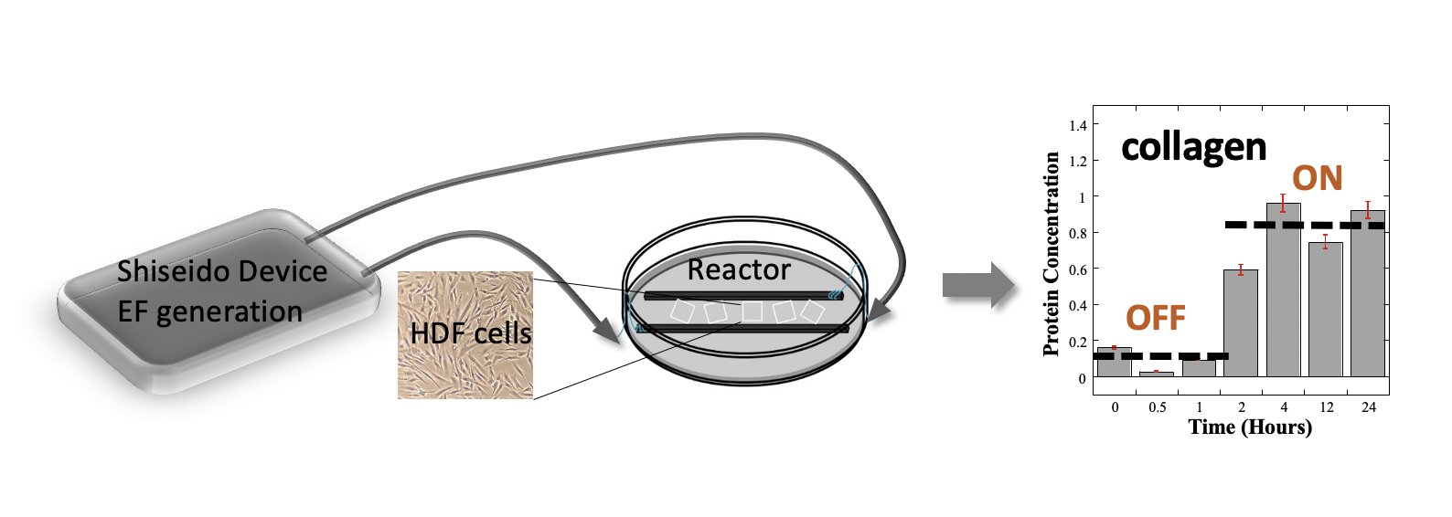 Electrical stimulation of skin cells leads to increased prod