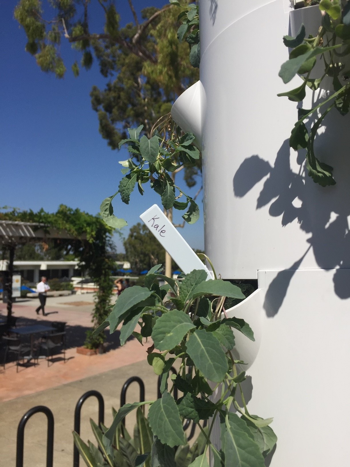 Kale growing in tower