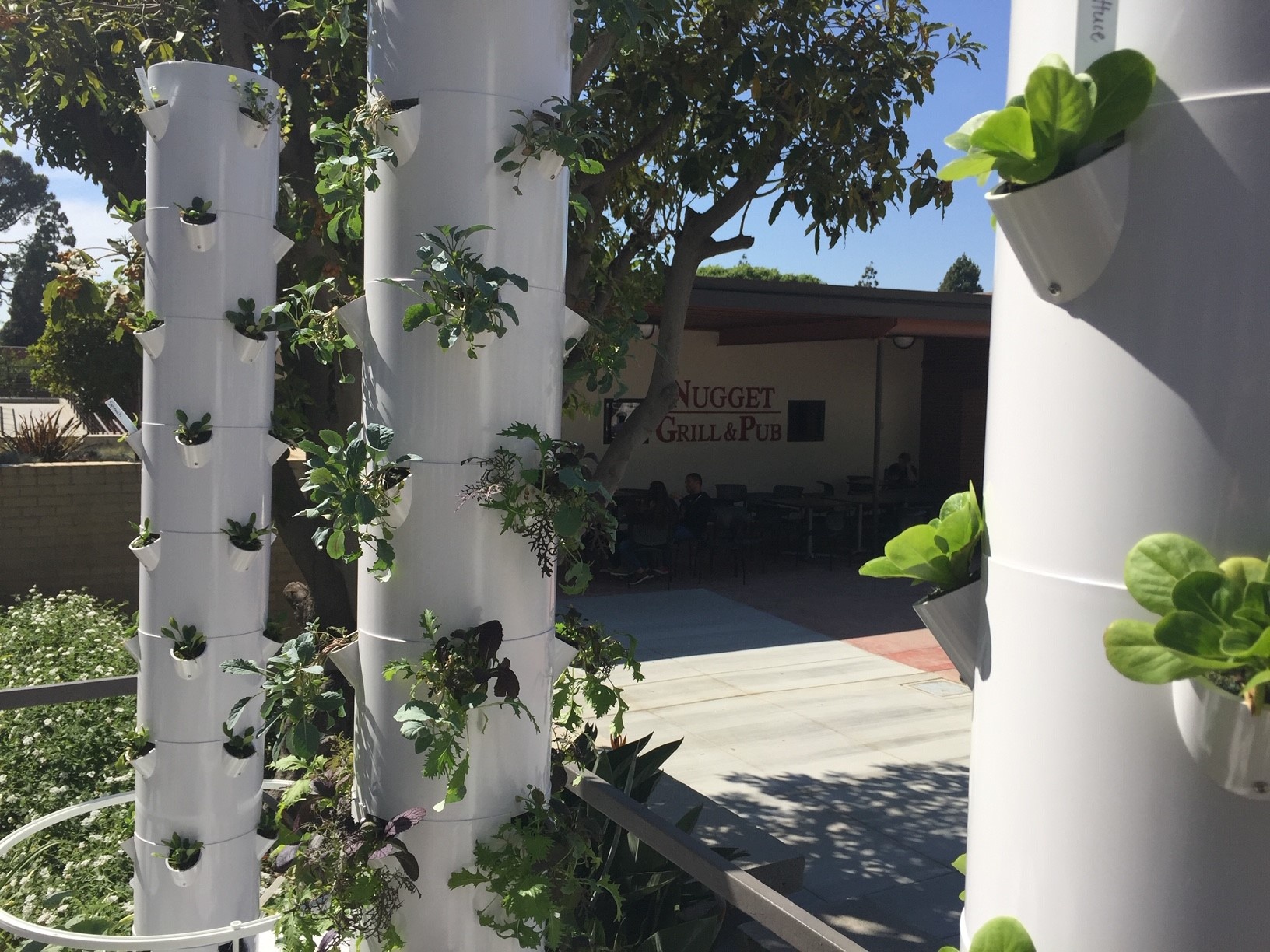 lettuce_grow6.jpg towers with nugget in background