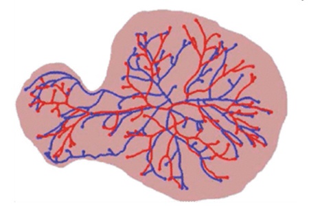 human placenta map