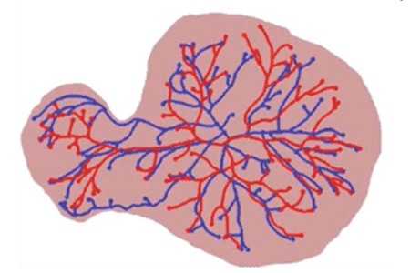 math_placenta_map.jpg human placenta map