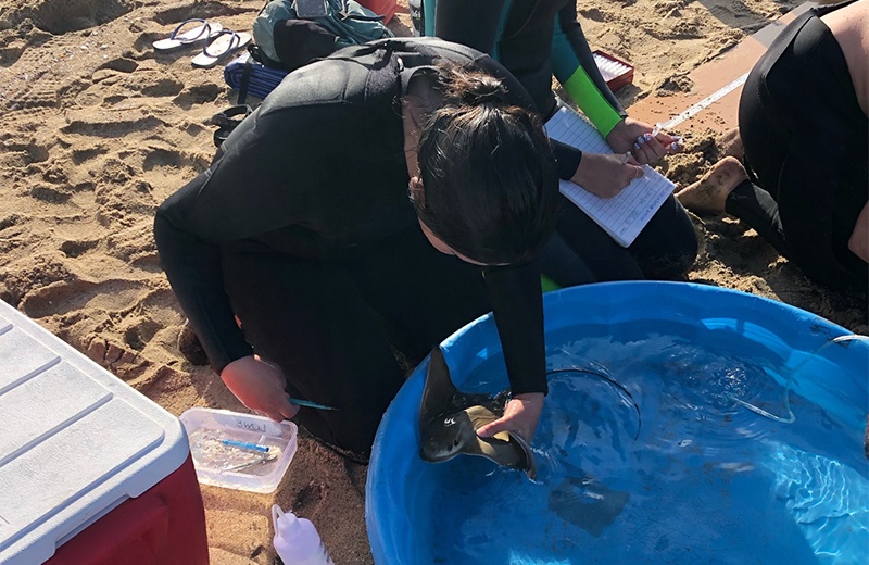 Graduate student taking muscle sample from a bat ray