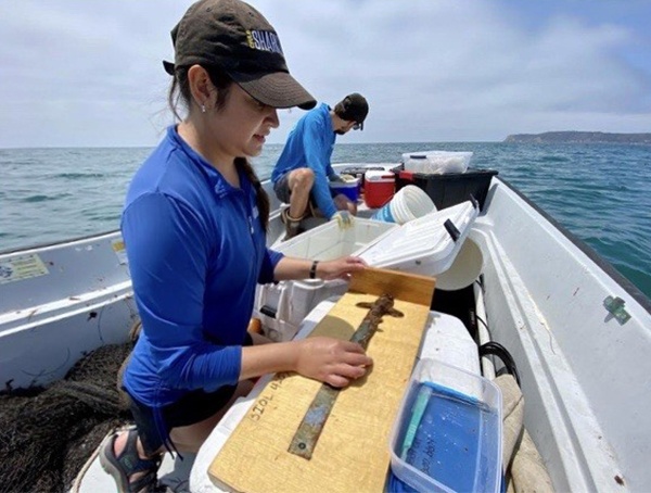 Student taking measurements from a horn shark