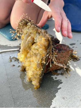 Plate covered in fouling organisms