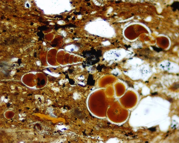 microfossils and organic matter in monterey rocks under micr
