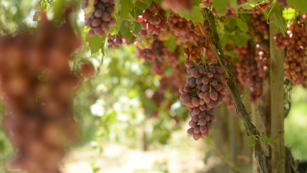 Image: migrant_slider_7.jpg