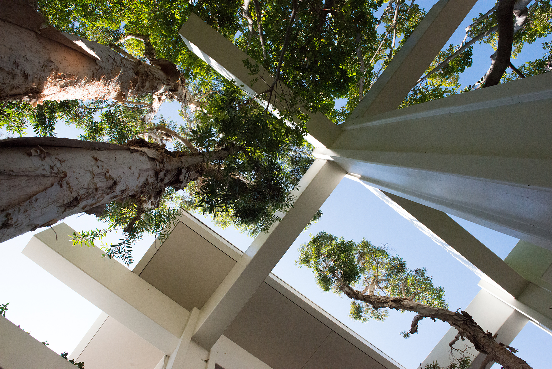 Looking up at building and trees