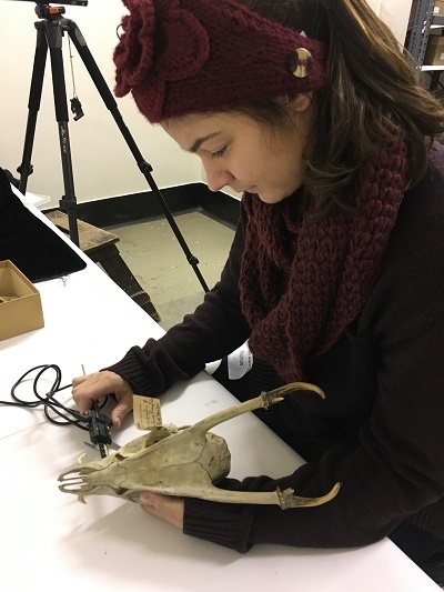 Nicole Lopez measuring skull