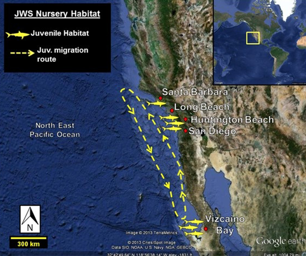 juvenile white shark nursey habitats from Santa Barbara to V