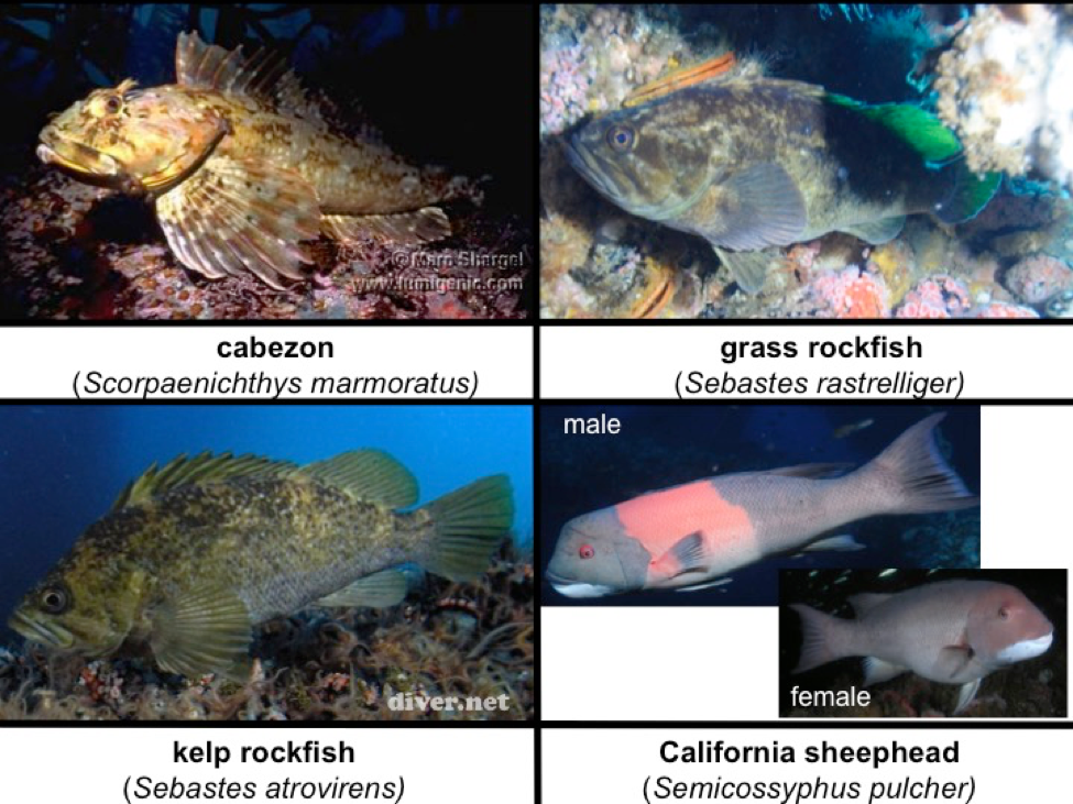 Fig. 16. cabezon, grass rockfish, kelp rockfish, and Califor