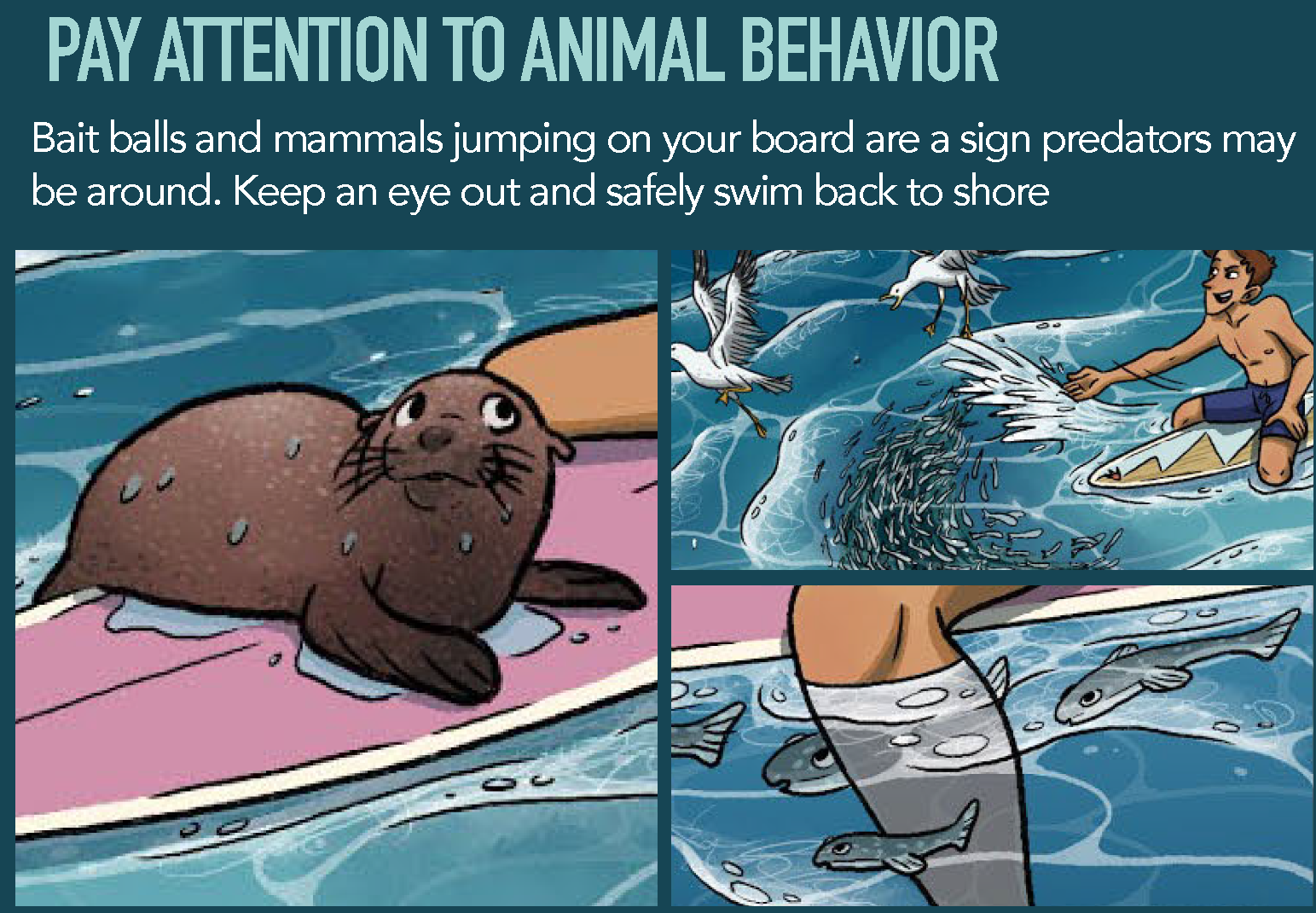 other-animal-behavior.png signs of predators being near through other animal behaviors