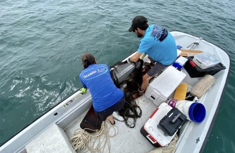 Shark lab members pulling a otter trawl net 