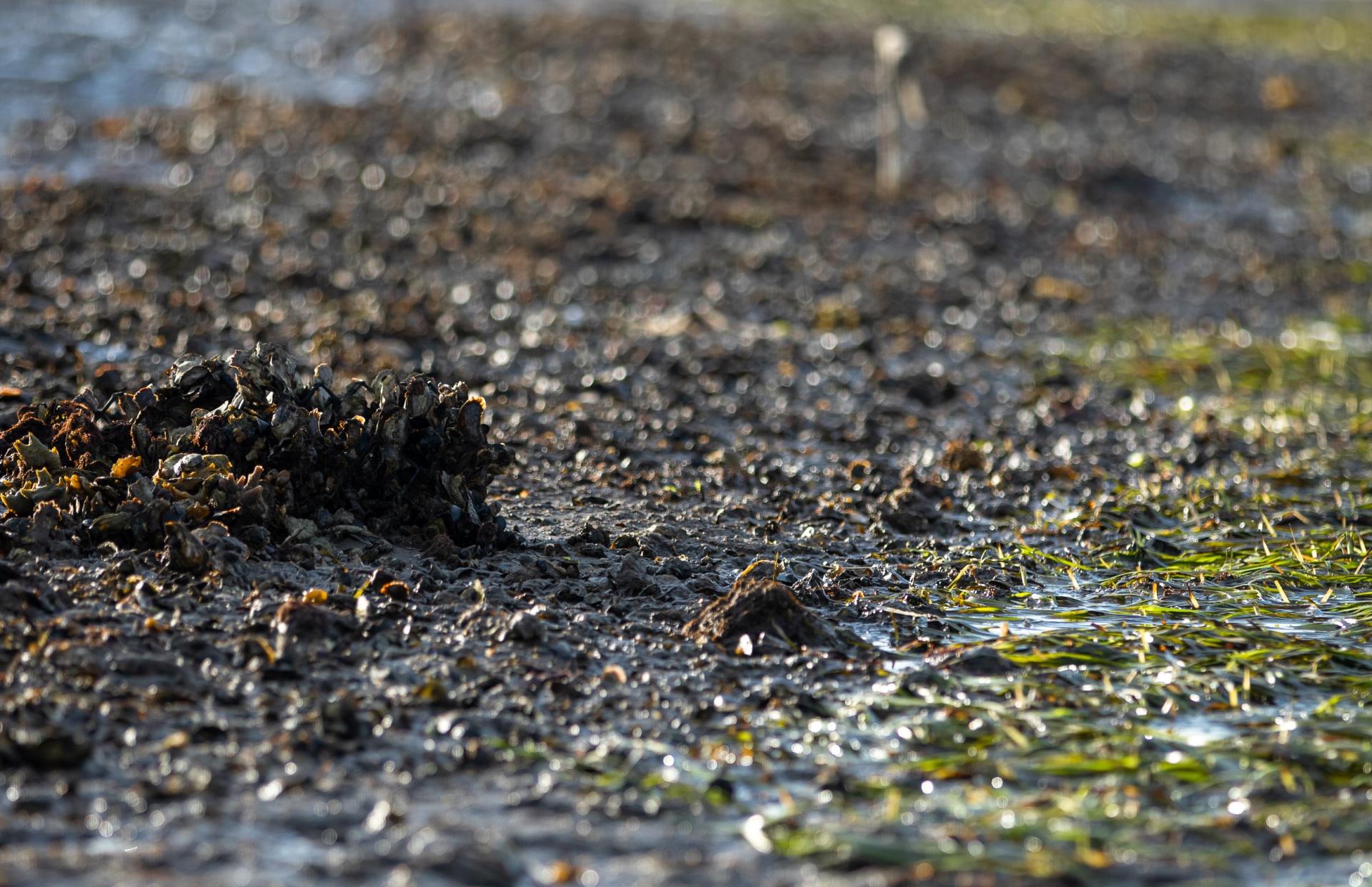 oysterbeds