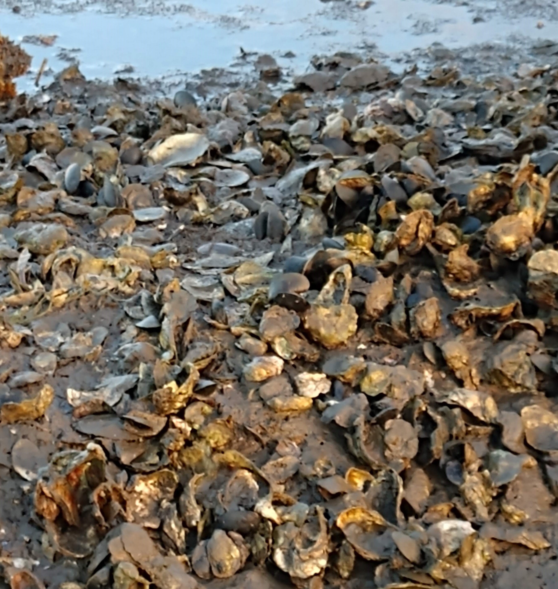 Oyster bed