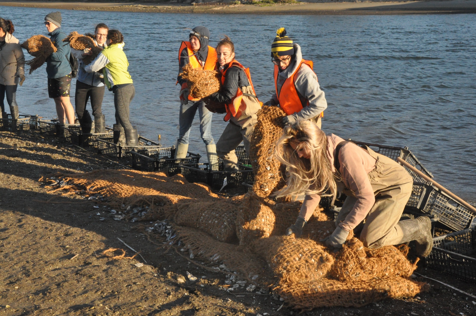 Oyster bed construction