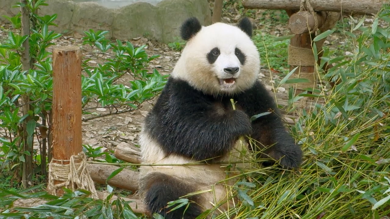 Panda bear eating bamboo.