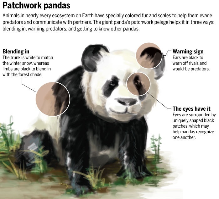 Panda Illustration with information on color patterns. Descr