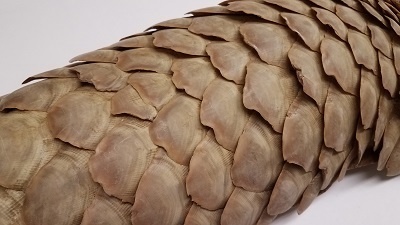 pangolinscales.jpg pangolin scales