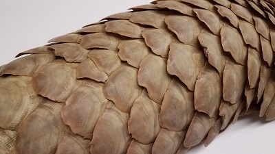 pangolin scales