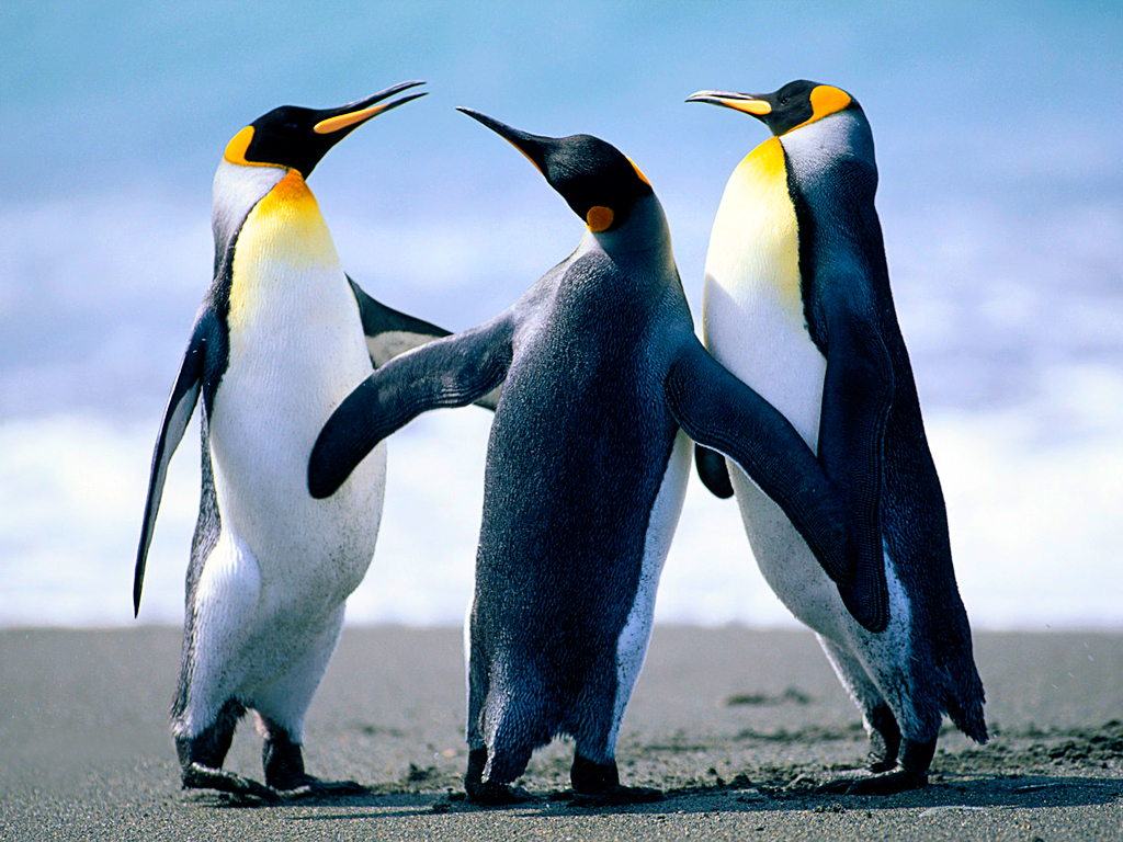 penguins.jpg penguins