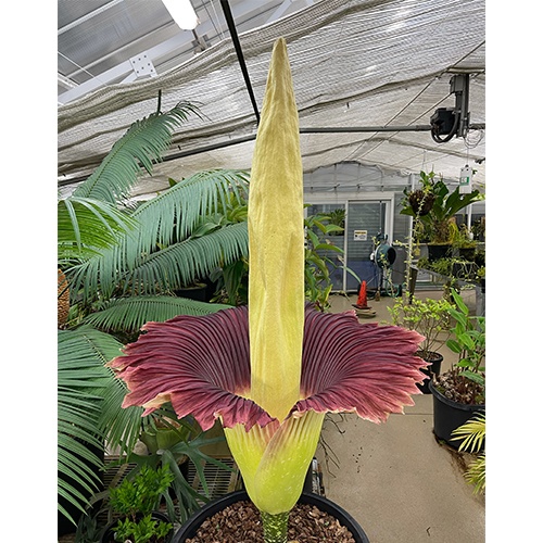 Corpse flower Phil bloomed