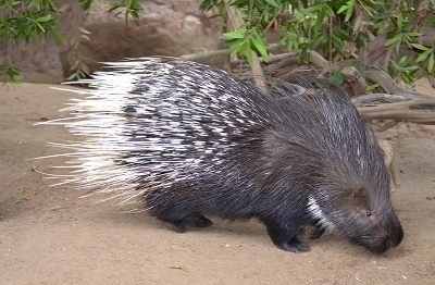 Indian crested porcupine