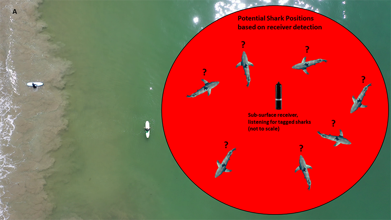potential_shark_positions.png Sharks can be detected by the receivers when swimming near b