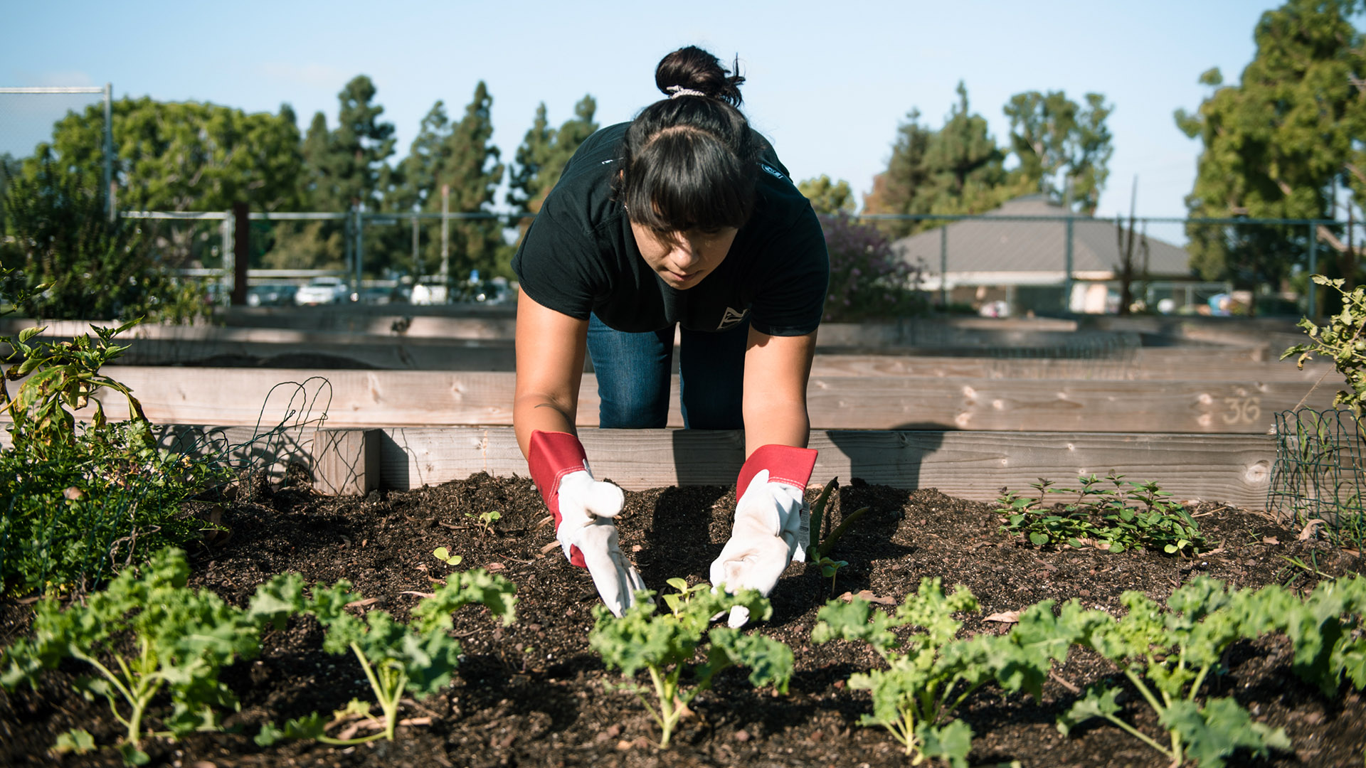Student works in garden