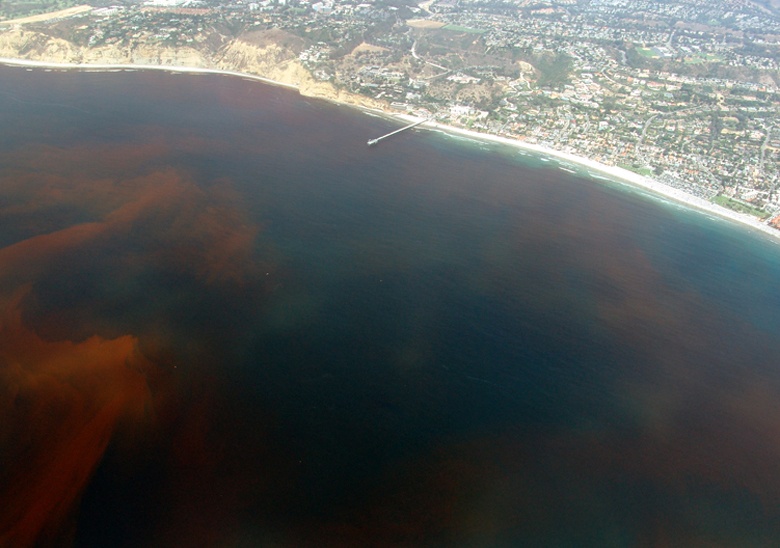 red tide off the California coast