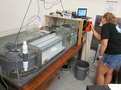 shark lab student conducting experiment using Loligo flume r