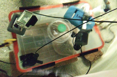 respiration trial on a round stingray