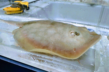 a round stingray in static respirometer