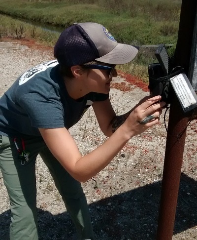 Rita Collins checks a trail camera
